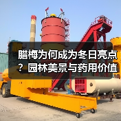 腊梅为何成为冬日亮点？园林美景与药用价值全解析（图4）
