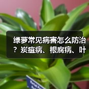 绿萝常见病害怎么防治?炭疽病、根腐病、叶斑病全攻略(图2) 绿萝常见病害怎么防治?炭疽病、根腐病、叶斑病全攻略(图2)