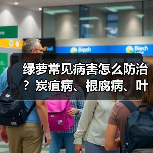 绿萝常见病害怎么防治?炭疽病、根腐病、叶斑病全攻略(图1) 绿萝常见病害怎么防治?炭疽病、根腐病、叶斑病全攻略(图1)