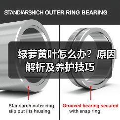 绿萝黄叶怎么办?原因解析及养护技巧(图4) 绿萝黄叶怎么办?原因解析及养护技巧(图4)