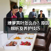 绿萝黄叶怎么办?原因解析及养护技巧(图3) 绿萝黄叶怎么办?原因解析及养护技巧(图3)