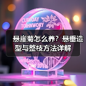 悬崖菊怎么养?悬垂造型与整枝方法详解(图1) 悬崖菊怎么养?悬垂造型与整枝方法详解(图1)