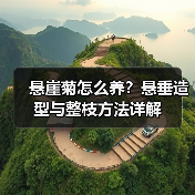 悬崖菊怎么养?悬垂造型与整枝方法详解(图2) 悬崖菊怎么养?悬垂造型与整枝方法详解(图2)