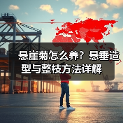 悬崖菊怎么养?悬垂造型与整枝方法详解(图3) 悬崖菊怎么养?悬垂造型与整枝方法详解(图3)