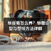 悬崖菊怎么养?悬垂造型与整枝方法详解(图4) 悬崖菊怎么养?悬垂造型与整枝方法详解(图4)