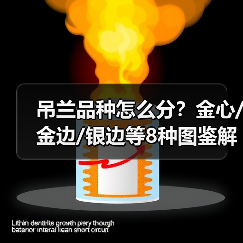 吊兰品种怎么分?金心/金边/银边等8种图鉴解析(图1) 吊兰品种怎么分?金心/金边/银边等8种图鉴解析(图1)