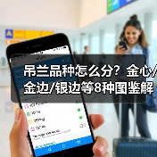 吊兰品种怎么分?金心/金边/银边等8种图鉴解析(图3) 吊兰品种怎么分?金心/金边/银边等8种图鉴解析(图3)