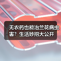 无农药也能治兰花病虫害?生活妙招大公开(图1) 无农药也能治兰花病虫害?生活妙招大公开(图1)