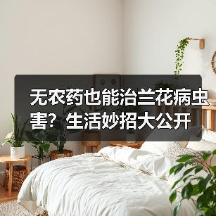 无农药也能治兰花病虫害?生活妙招大公开(图3) 无农药也能治兰花病虫害?生活妙招大公开(图3)