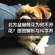 北方盆栽桂花为何不开花?原因解析与科学养护方法(图2) 北方盆栽桂花为何不开花?原因解析与科学养护方法(图2)