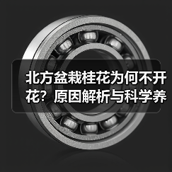北方盆栽桂花为何不开花?原因解析与科学养护方法(图4) 北方盆栽桂花为何不开花?原因解析与科学养护方法(图4)