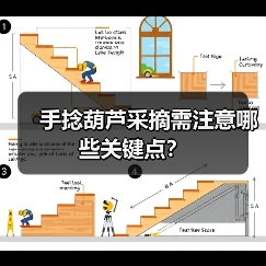 手捻葫芦采摘需注意哪些关键点?(图3) 手捻葫芦采摘需注意哪些关键点?(图3)