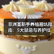 非洲堇新手养殖避坑指南:5大禁忌与养护技巧(图2) 非洲堇新手养殖避坑指南:5大禁忌与养护技巧(图2)