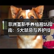 非洲堇新手养殖避坑指南:5大禁忌与养护技巧(图3) 非洲堇新手养殖避坑指南:5大禁忌与养护技巧(图3)