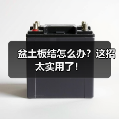 盆土板结怎么办?这招太实用了!(图1) 盆土板结怎么办?这招太实用了!(图1)