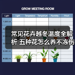 常见花卉越冬温度全解析 五种花怎么养不冻伤（图1）