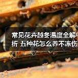 常见花卉越冬温度全解析 五种花怎么养不冻伤（图2）