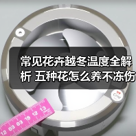 常见花卉越冬温度全解析 五种花怎么养不冻伤（图3）