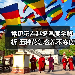 常见花卉越冬温度全解析 五种花怎么养不冻伤（图4）