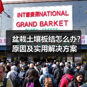 盆栽土壤板结怎么办？原因及实用解决方案（图3）