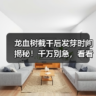 龙血树截干后发芽时间揭秘！千万别急，看看