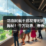 龙血树截干后发芽时间揭秘!千万别急,看看多久能长出新芽(图4) 龙血树截干后发芽时间揭秘!千万别急,看看多久能长出新芽(图4)