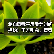 龙血树截干后发芽时间揭秘!千万别急,看看多久能长出新芽(图3) 龙血树截干后发芽时间揭秘!千万别急,看看多久能长出新芽(图3)