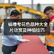 福禄考花色品种大全 图片欣赏及种植技巧(图4) 福禄考花色品种大全 图片欣赏及种植技巧(图4)