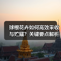 球根花卉如何高效采收与贮藏?关键要点解析(图1) 球根花卉如何高效采收与贮藏?关键要点解析(图1)