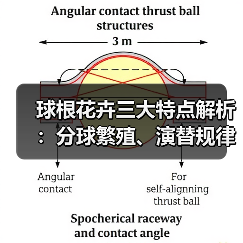 球根花卉三大特点解析:分球繁殖、演替规律与休眠习性(图2) 球根花卉三大特点解析:分球繁殖、演替规律与休眠习性(图2)