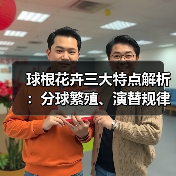 球根花卉三大特点解析:分球繁殖、演替规律与休眠习性(图4) 球根花卉三大特点解析:分球繁殖、演替规律与休眠习性(图4)