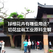 球根花卉有哪些用途?切花盆栽工业原料全解析(图3) 球根花卉有哪些用途?切花盆栽工业原料全解析(图3)