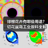球根花卉有哪些用途?切花盆栽工业原料全解析(图4) 球根花卉有哪些用途?切花盆栽工业原料全解析(图4)