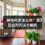 植物药害怎么救?原因及应对方法全解析(图1) 植物药害怎么救?原因及应对方法全解析(图1)