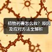 植物药害怎么救?原因及应对方法全解析(图3) 植物药害怎么救?原因及应对方法全解析(图3)