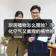 厨房植物怎么摆放?净化空气又美观的植物推荐指南(图2) 厨房植物怎么摆放?净化空气又美观的植物推荐指南(图2)