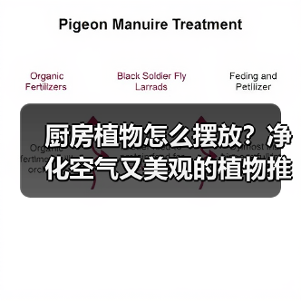厨房植物怎么摆放?净化空气又美观的植物推荐指南(图3) 厨房植物怎么摆放?净化空气又美观的植物推荐指南(图3)