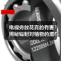 电视旁放花真的有害？揭秘辐射对植物的潜在伤害（图4）