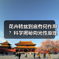 花卉转盆到底有何作用？科学揭秘向光性原理（图2）