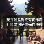 花卉转盆到底有何作用？科学揭秘向光性原理（图1）