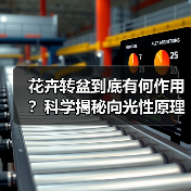 花卉转盆到底有何作用？科学揭秘向光性原理（图3）