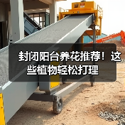 封闭阳台养花推荐！这些植物轻松打理（图1）