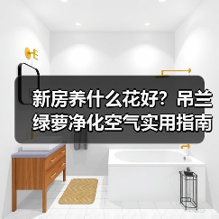 新房养什么花好？吊兰绿萝净化空气实用指南