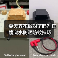 夏天养花做对了吗?正确浇水防晒防蚊技巧(图4) 夏天养花做对了吗?正确浇水防晒防蚊技巧(图4)