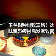 玉兰树种出致富路!沈陆军带领村民发家致富(图2) 玉兰树种出致富路!沈陆军带领村民发家致富(图2)