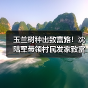 农民转型种玉兰树如何实现逆袭？1500万