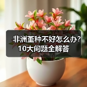 非洲堇种不好怎么办？10大问题全解答