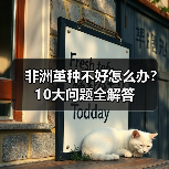 非洲堇种不好怎么办?10大问题全解答(图4) 非洲堇种不好怎么办?10大问题全解答(图4)