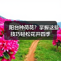 阳台种荷花?掌握这些技巧轻松花开四季(图3) 阳台种荷花?掌握这些技巧轻松花开四季(图3)