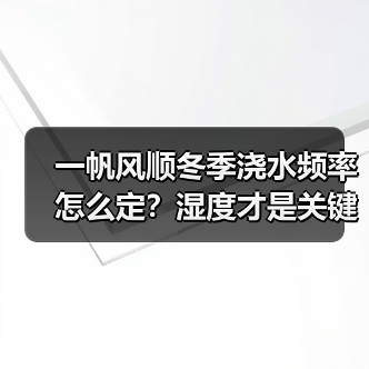 一帆风顺冬季浇水频率怎么定?湿度才是关键(图3) 一帆风顺冬季浇水频率怎么定?湿度才是关键(图3)